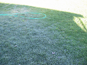 Frostylawn