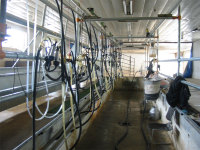 Dairy2